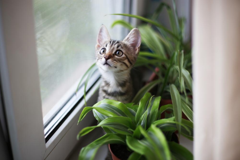 Un gattino tigrato marrone è seduto sul davanzale di una finestra circondato da piante d'appartamento.