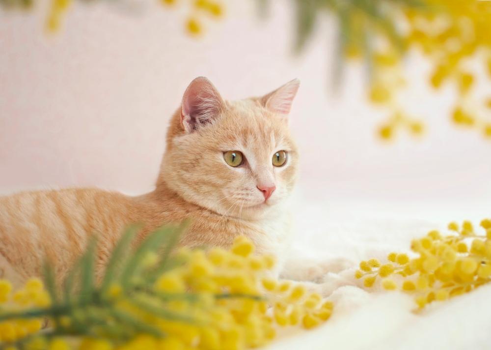 Un gatto soriano color cuoio è seduto con dei fiori gialli.