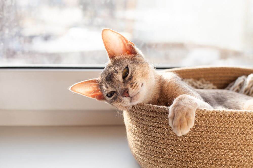 Un gattino abissino grigio giace in una cesta sul davanzale di una finestra.