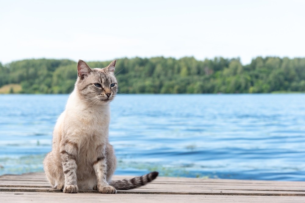 Un gatto grigio e bianco è seduto su un ponte vicino all'acqua.