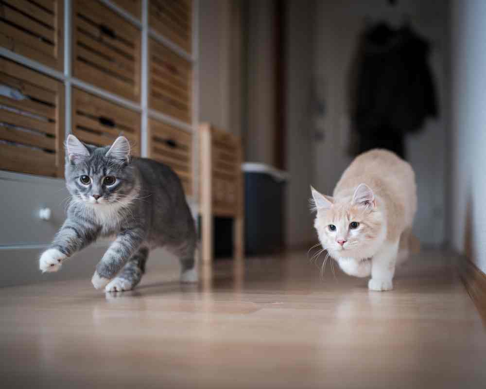 Un gatto grigio e un gatto color crema rincorrono un giocattolo sul pavimento in legno.