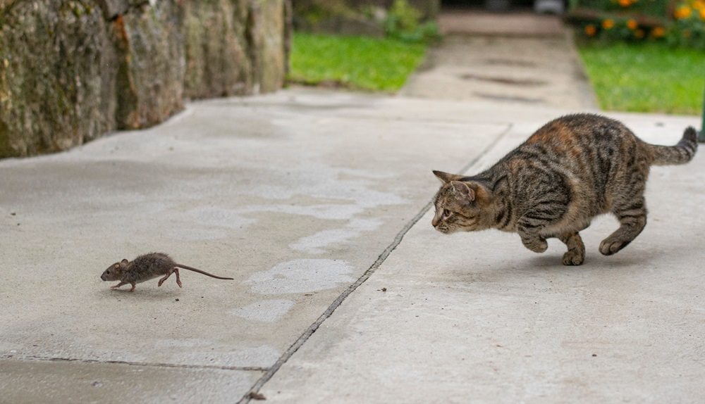 Un gatto soriano grigio che insegue un topo all'aperto.