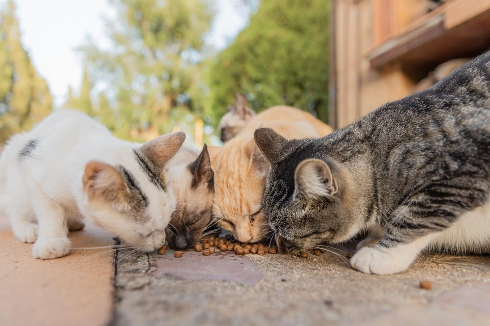 Un gruppo di quattro gatti che mangiano insieme per strada.