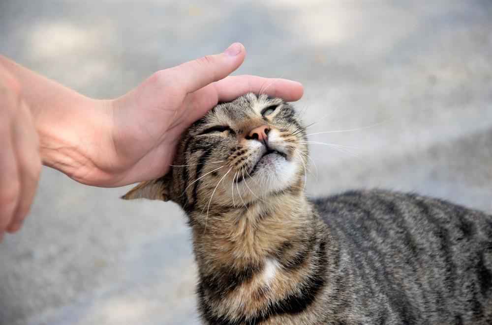 Un gatto soriano felice per strada, che spinge la testa nella mano di qualcuno.