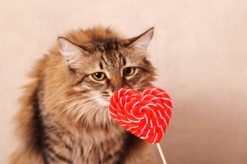 Un gatto marrone a pelo lungo che annusa un lecca-lecca a forma di cuore