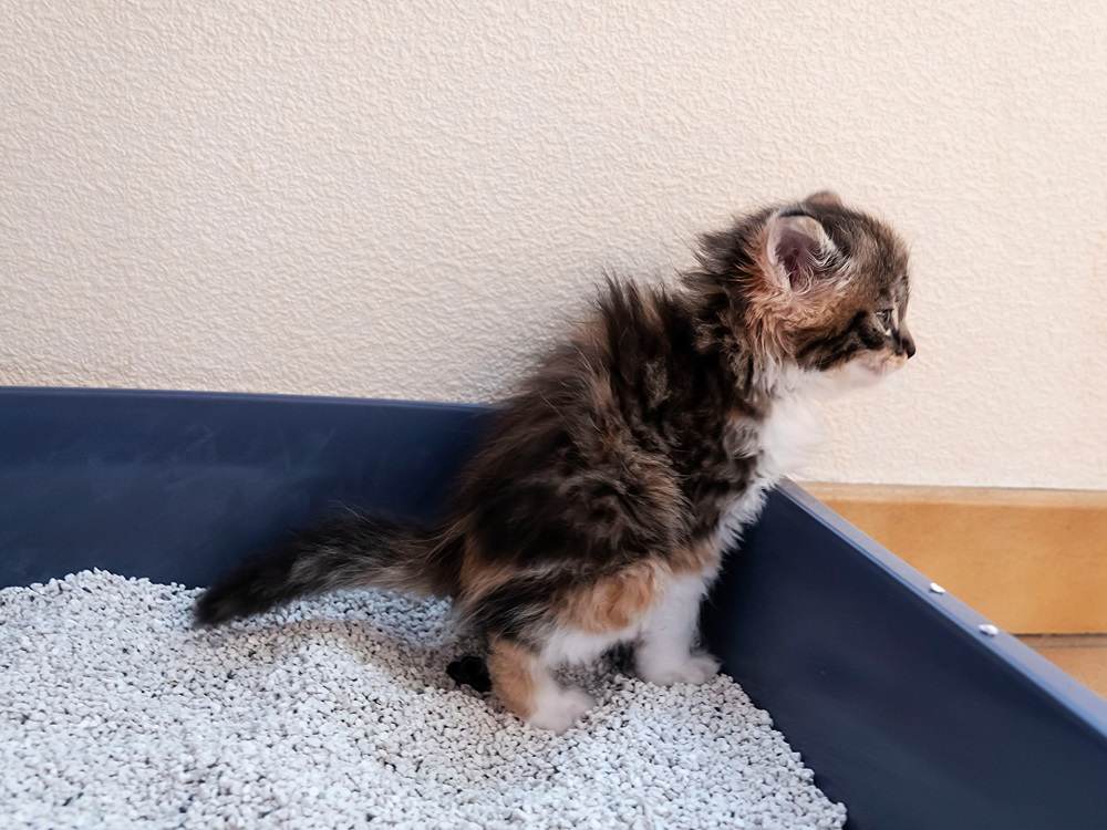 Un gattino in posa per fare la cacca in una lettiera blu.