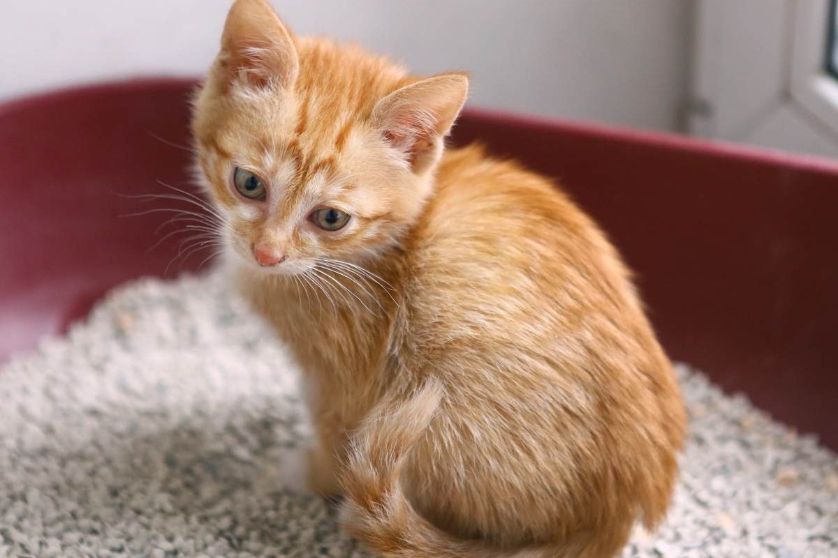 Un piccolo gattino arancione seduto in una lettiera rossa