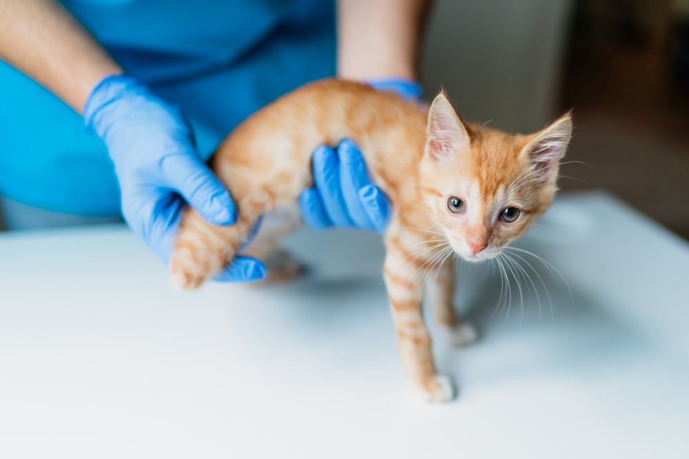 Un veterinario esamina l'arto residuo di un gattino arancione a tre zampe