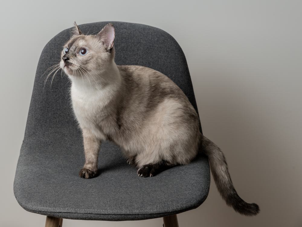 Un gatto bianco e grigio a cui manca una zampa anteriore è seduto su una sedia