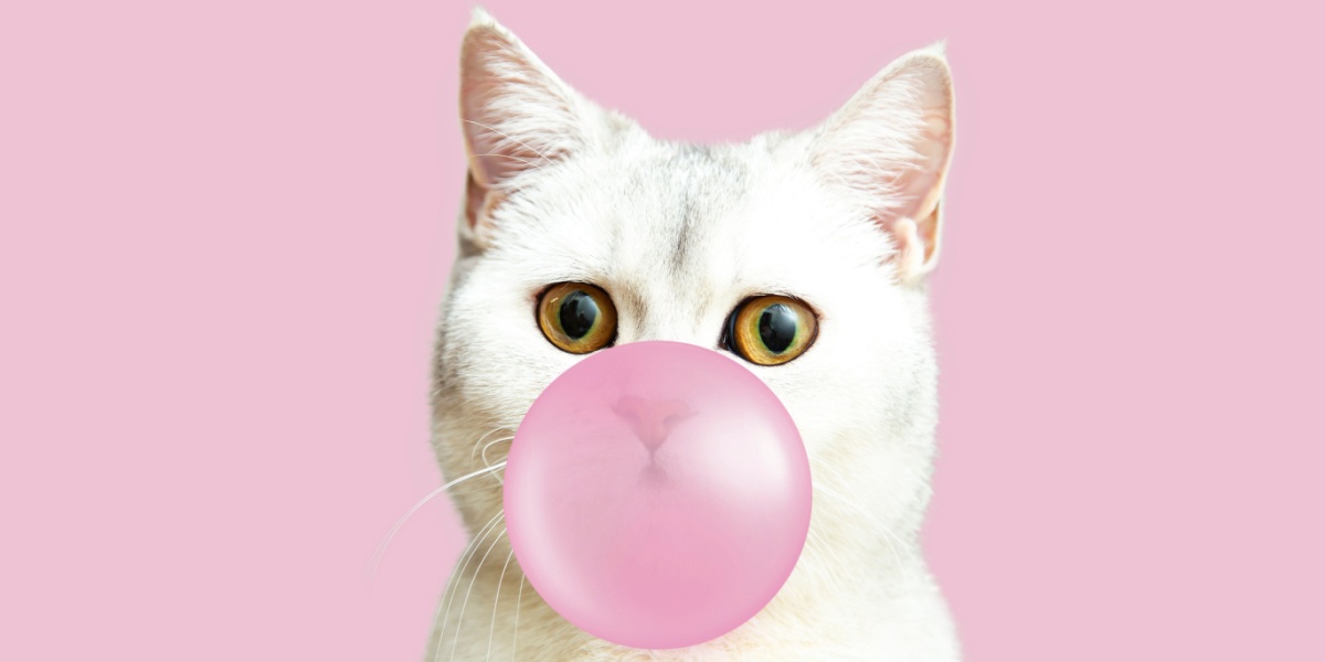 Un gatto bianco su uno sfondo rosa, modificato in modo che sembri che stia soffiando un chewing gum