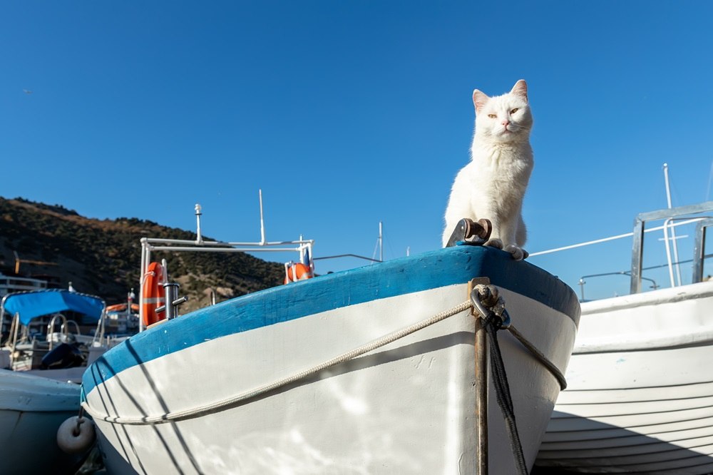 Un gatto bianco è seduto nella parte anteriore di una barca.