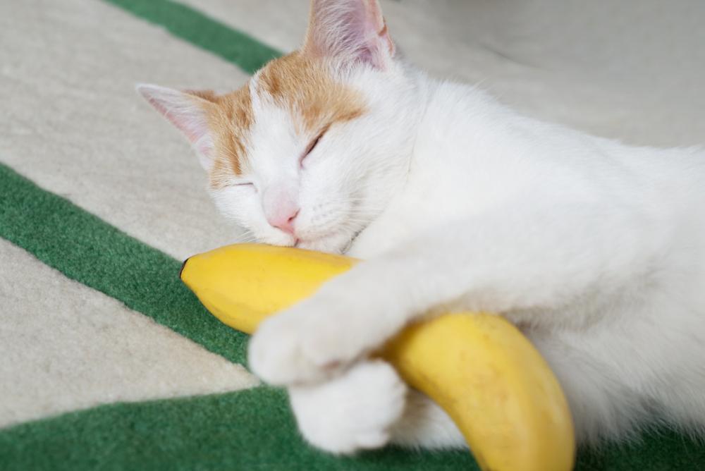 Un gatto arancione e bianco dorme tenendo in mano una banana.