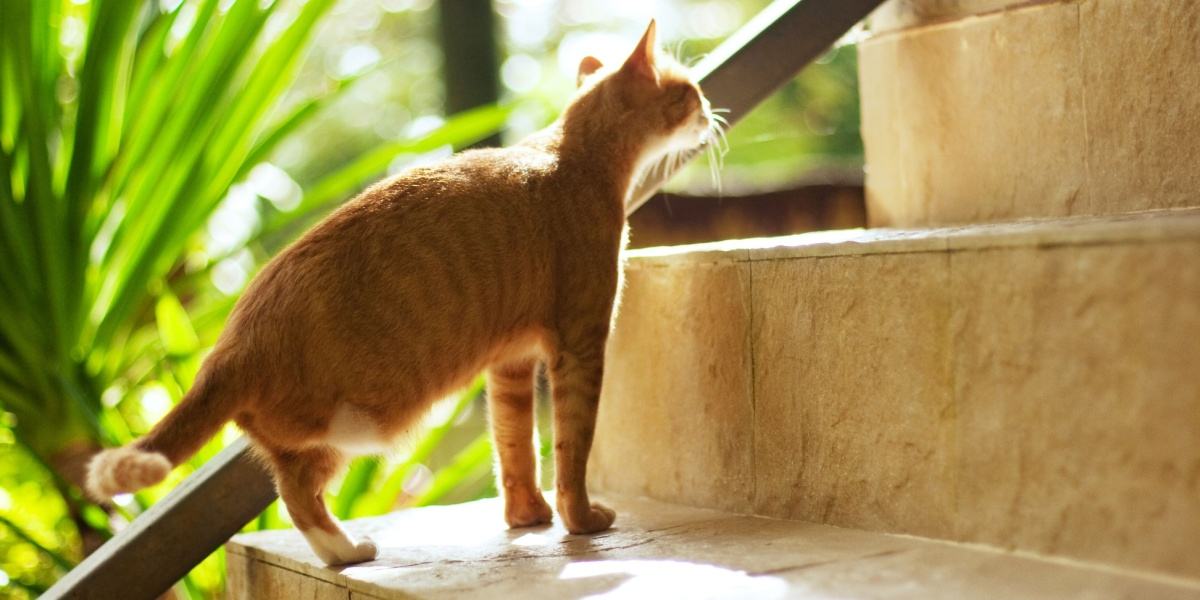 Un gatto arancione a cui manca una zampa posteriore sale una rampa di scale.