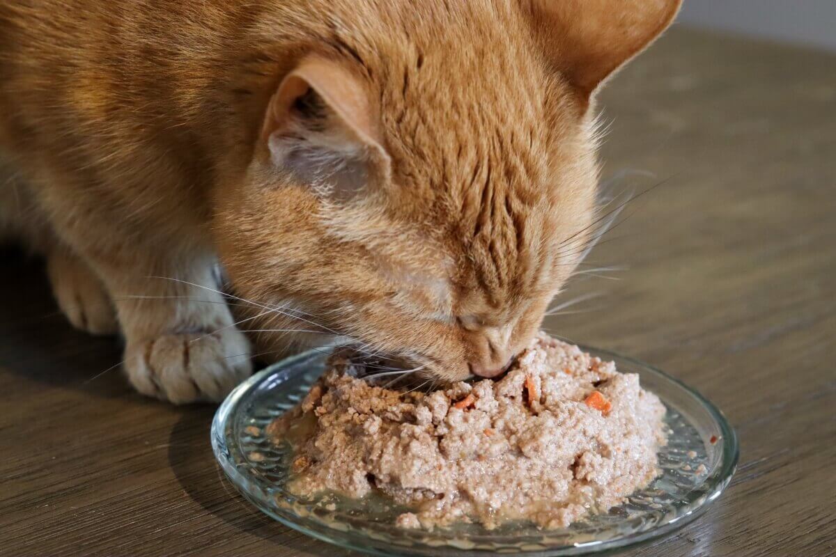 cambiare cibo per gatti