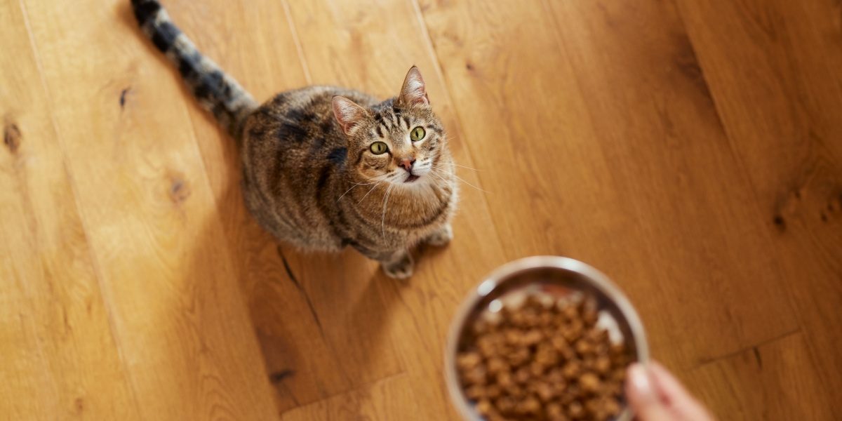 Vista dall'alto di una donna che nutre il suo gatto con cibo secco a casa