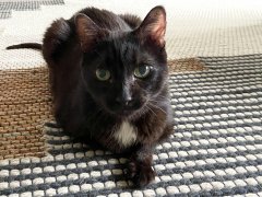 Beautiful black cat breadloafs on a rug.