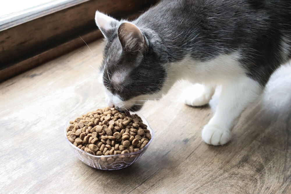 Gatto arancione e bianco che mangia cibo secco