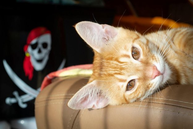 100 idee per nomi di gatti pirata con significati per il tuo gatto avventuroso