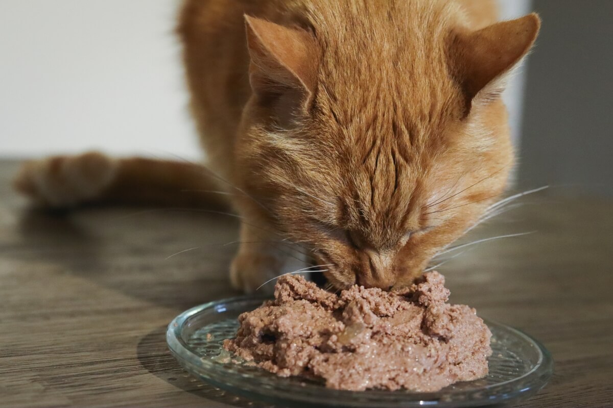 perché il gatto mangia troppo cibo per gatti