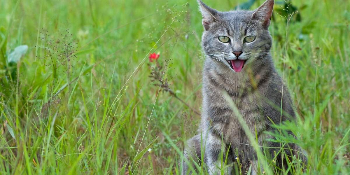 Il gatto era seduto nell'erba alta e ansimava