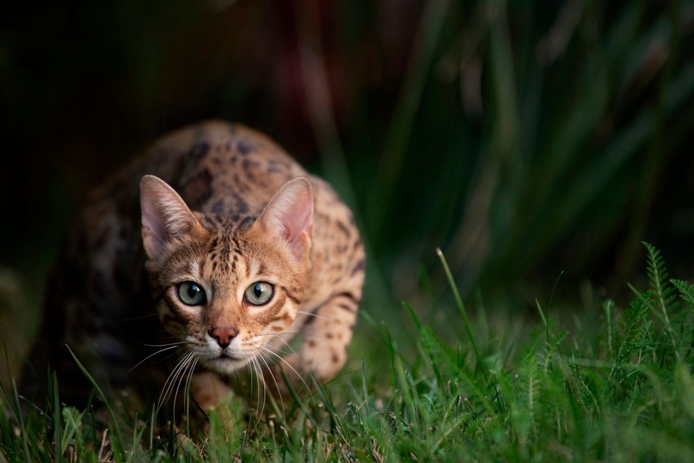 Ritratto di un gatto del Bengala a caccia su uno sfondo di erba verde.