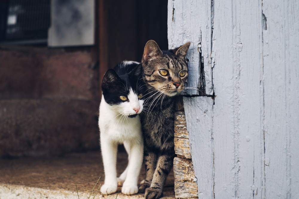 Due gatti sbirciano da dietro l'angolo del muro di un fienile.