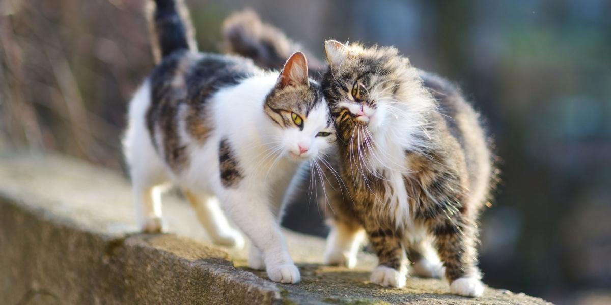 Due gatti camminano su un muro di pietra, premendo le teste l'una contro l'altra.