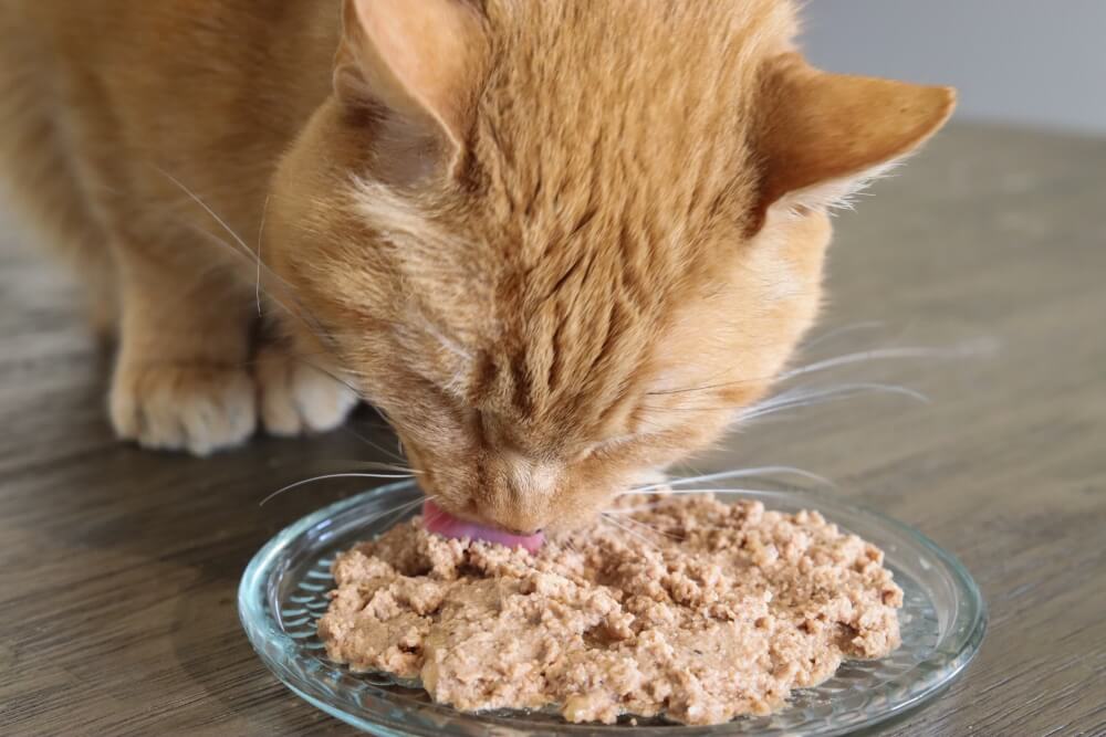 Gatto soriano arancione che mangia cibo umido