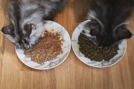 Come passare dal cibo umido a quello secco per gatti