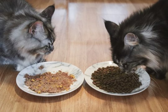Cibo umido o secco per gatti: qual è il migliore?