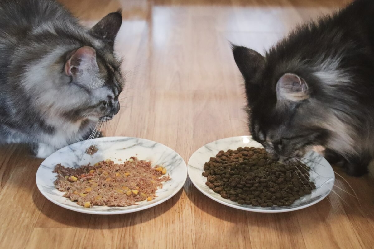 Cibo per gatti umido o secco