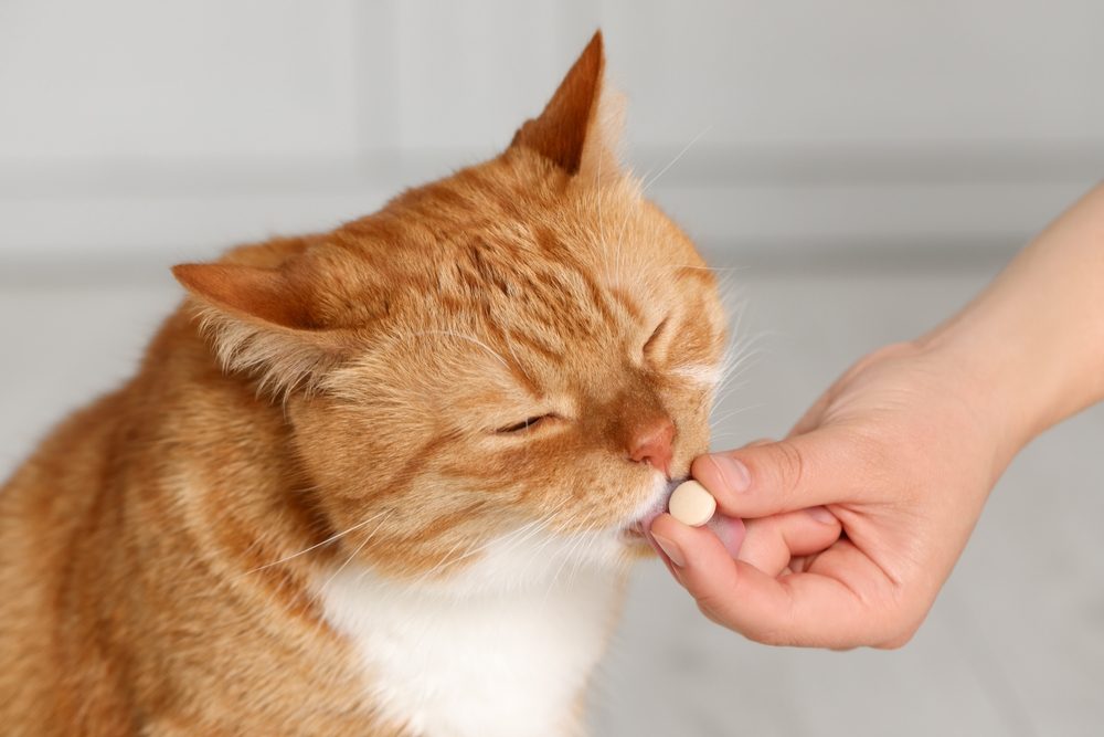 Donna che dà una pillola vitaminica a un simpatico gatto in casa, primo piano