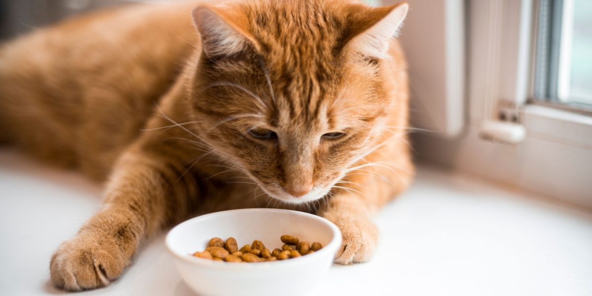 gatto rosso guarda una piccola ciotola bianca piena di crocchette