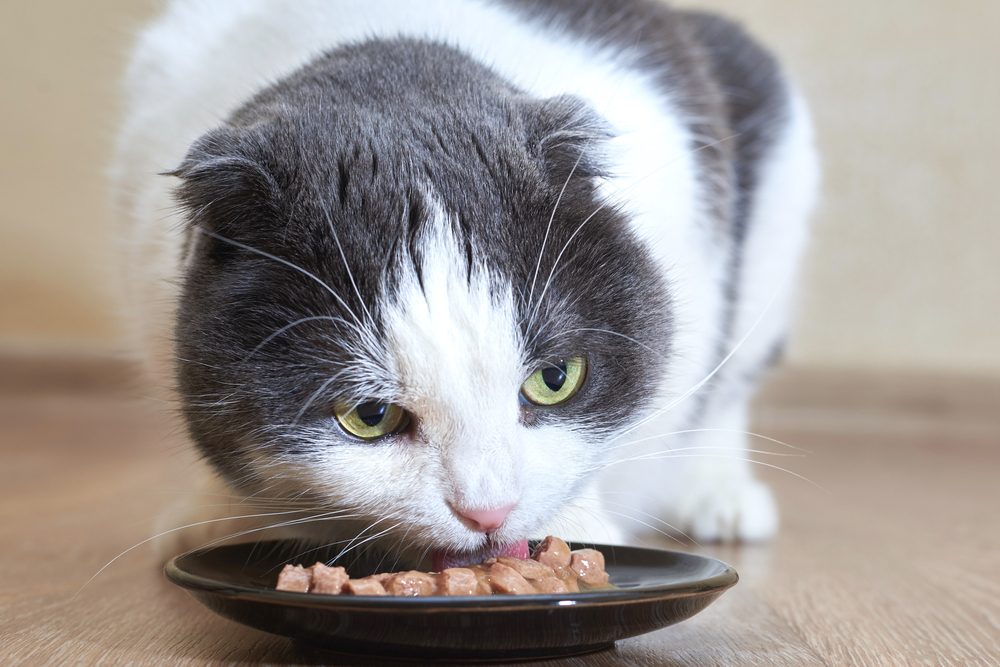 gatto grigio e bianco mangia cibo umido da una ciotola nera poco profonda