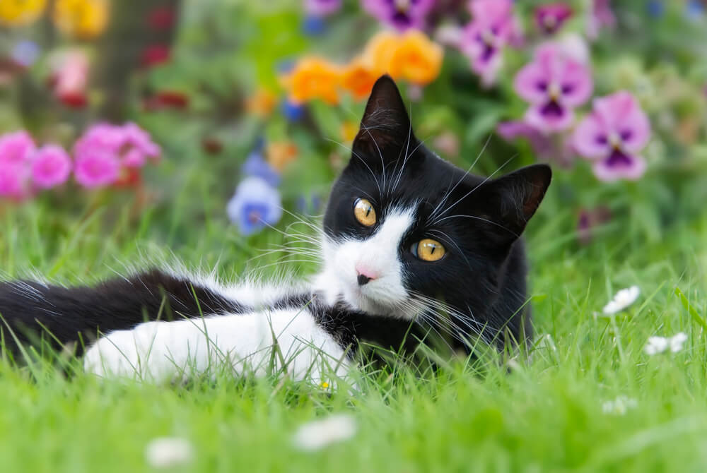 gatto tuxedo sdraiato sulla schiena in un prato davanti a fiori colorati