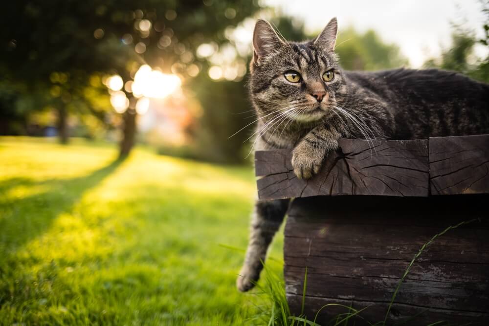 Gatto a pelo corto sdraiato all'aperto su una panca di legno con la zampa tesa e che guarda incuriosito verso destra.