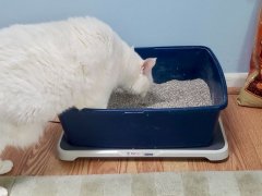 how often to change litter box