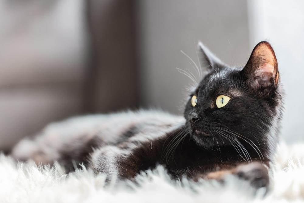 Un gatto nero è sdraiato su un soffice tappeto bianco e guarda di lato verso qualcosa fuori dall'inquadratura.