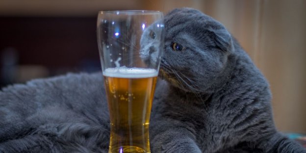 100 nomi di gatti ispirati all'alcol con significati