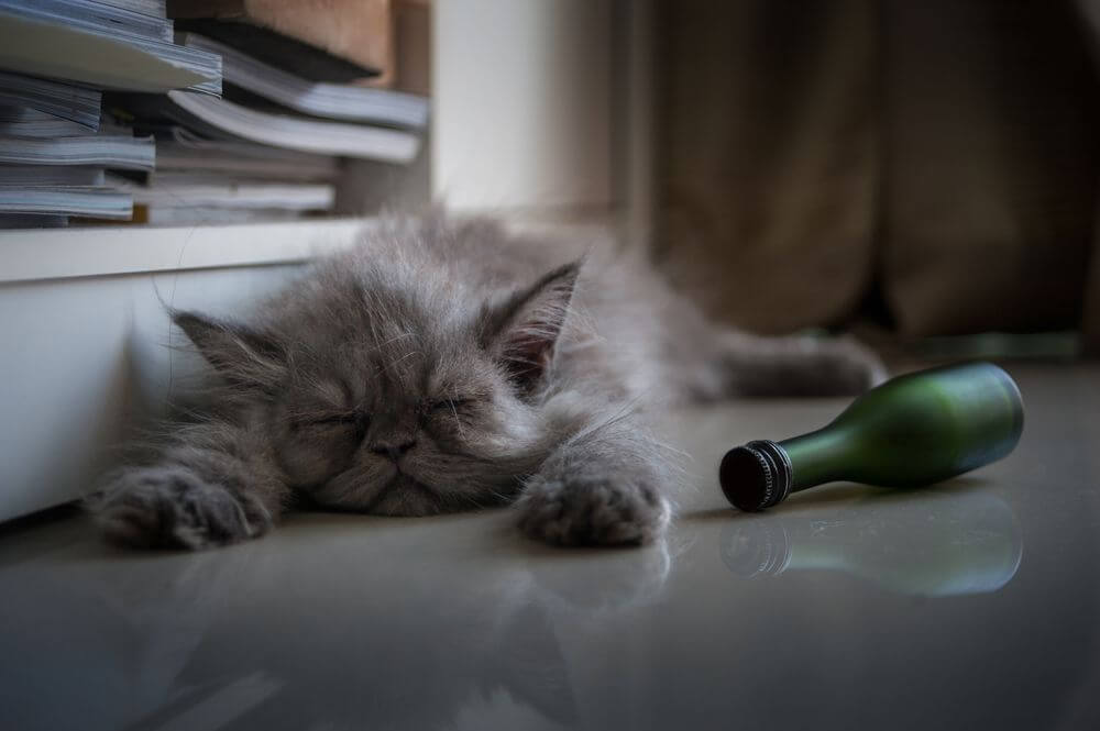 Un gattino grigio a pelo lungo dorme accanto a una bottiglia verde rotolata su un lato