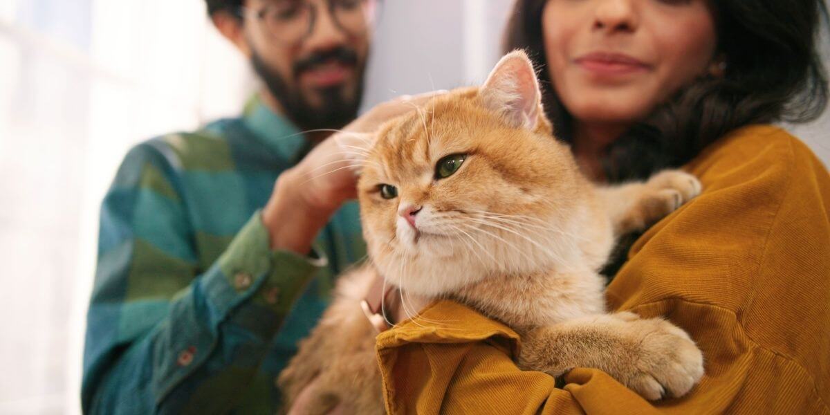 Una coppia indiana è in piedi con il loro gatto arancione a pelo corto