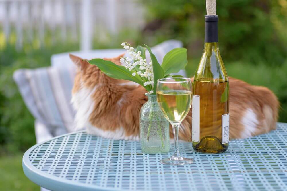 Un gatto arancione e bianco è sdraiato su un tavolo blu dietro una bottiglia di vino, un bicchiere di vino e un vaso di fiori.