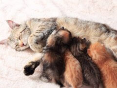 Cat nursing her little kittens, close up