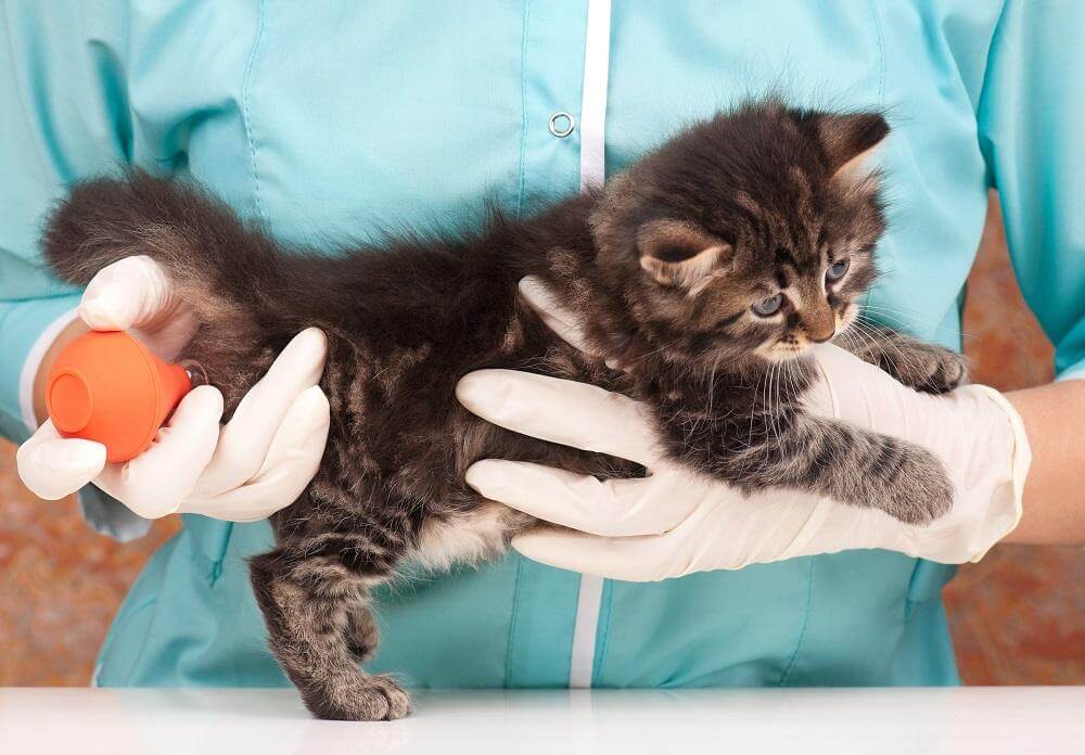 Un piccolo gatto tenuto in braccio da un veterinario con i guanti, mentre riceve un clistere con una siringa a bulbo arancione.