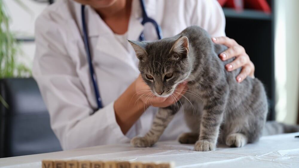 Una veterinaria tiene in braccio un gatto malato su un tavolo da visita.