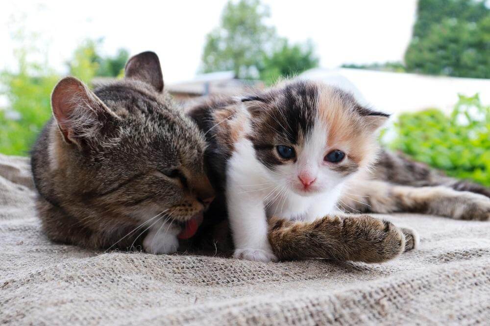 Mamma gatta che abbraccia e lecca il gattino