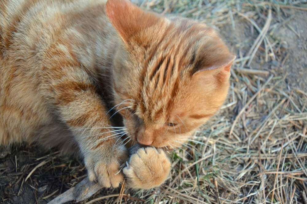 gatto che mastica unghia