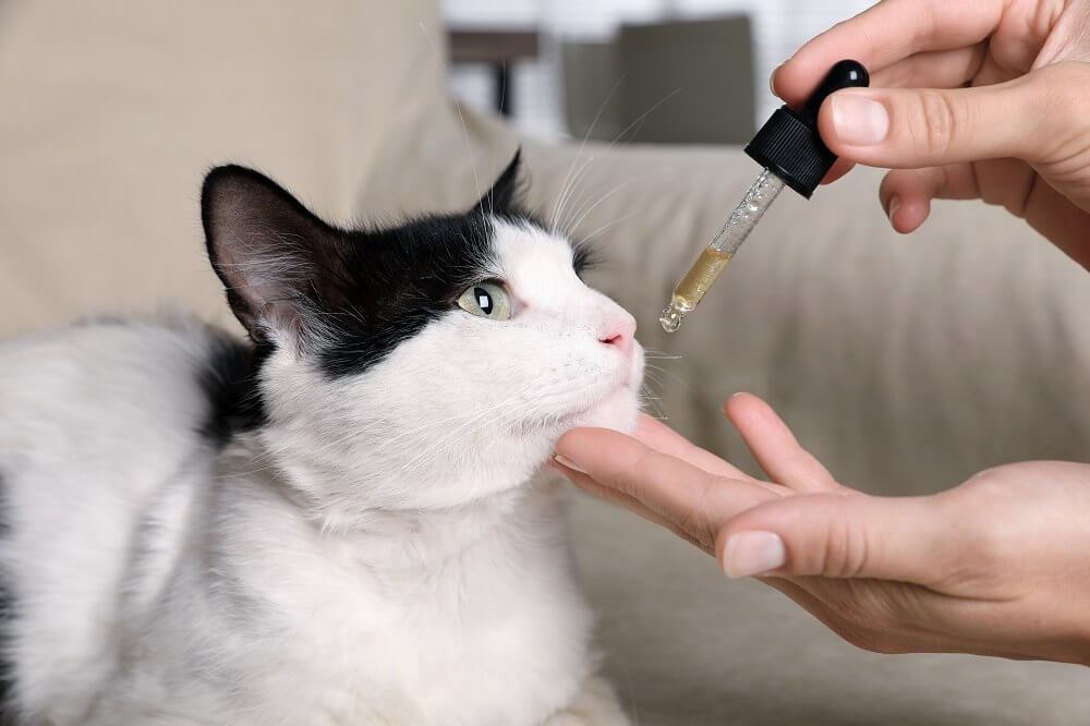 Donna che somministra un liquido orale a un gatto tramite una siringa a bulbo, primo piano.