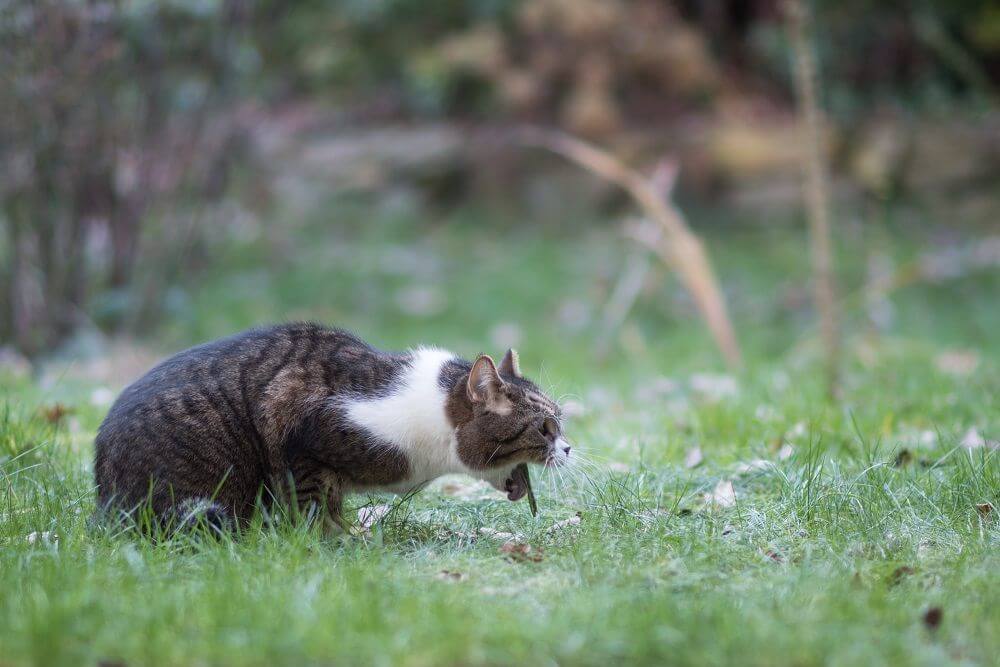 Vista laterale del gatto in posizione di vomito sull'erba