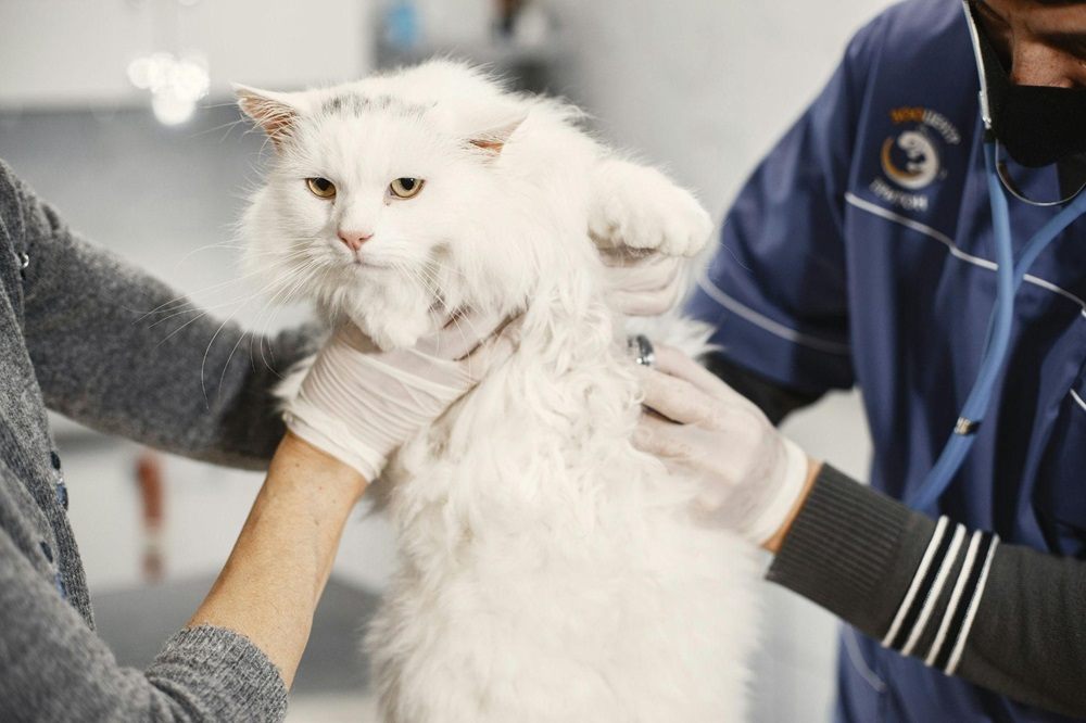 veterinario che tiene in braccio un gatto bianco